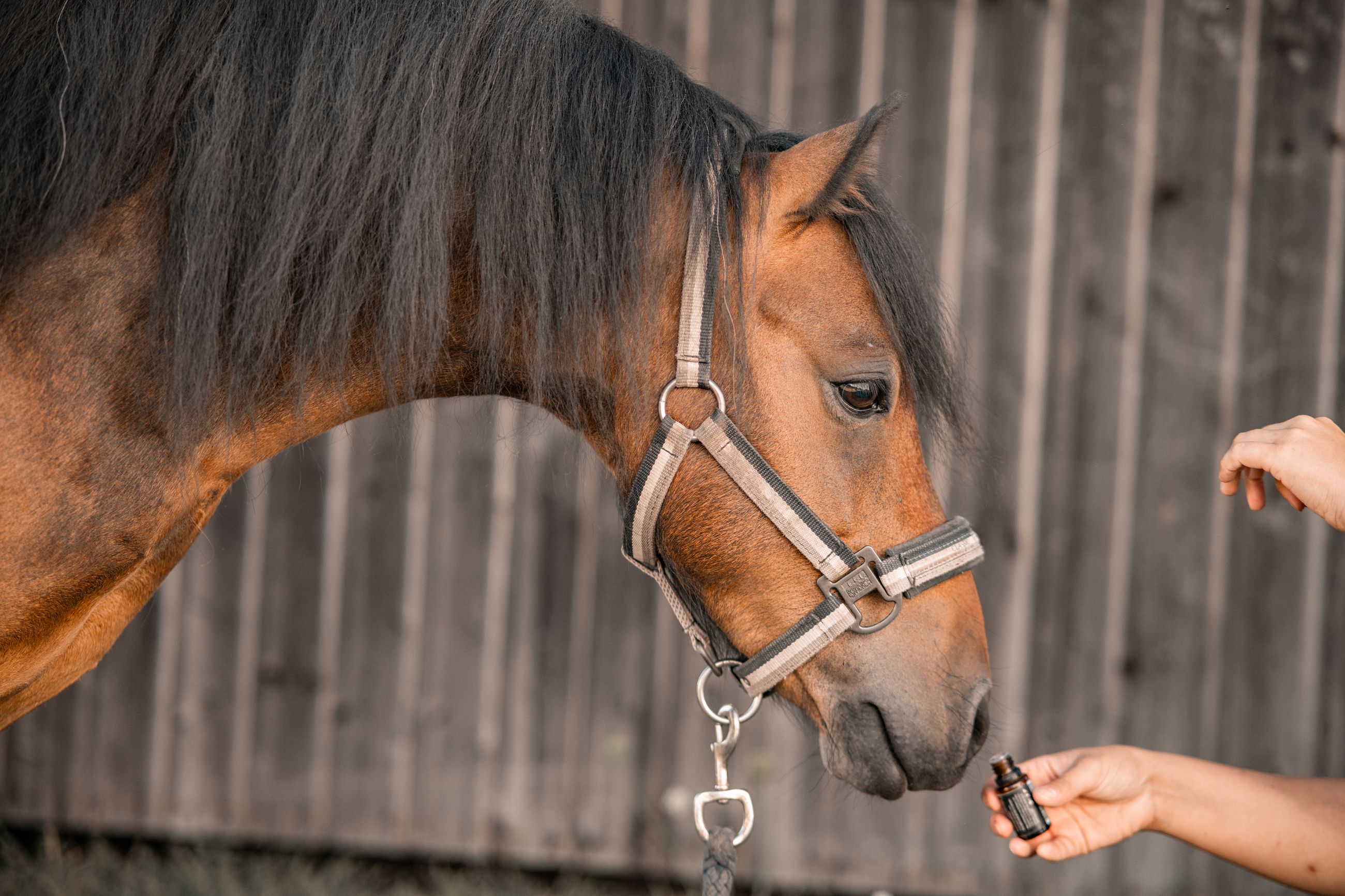 Pferd schnuppert an einem Aromaöl-Fläschchen